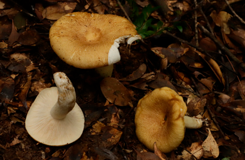 掃描電鏡 掃描電鏡