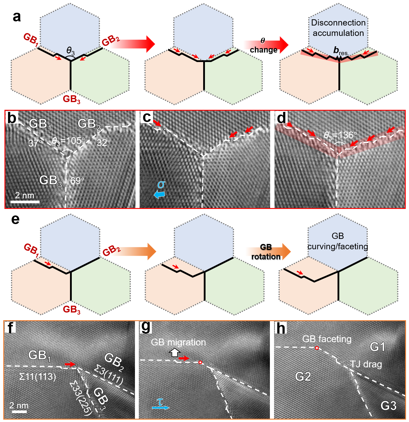 失配位錯介導的TJ形貌轉(zhuǎn)變 失配位錯介導的TJ形貌轉(zhuǎn)變
