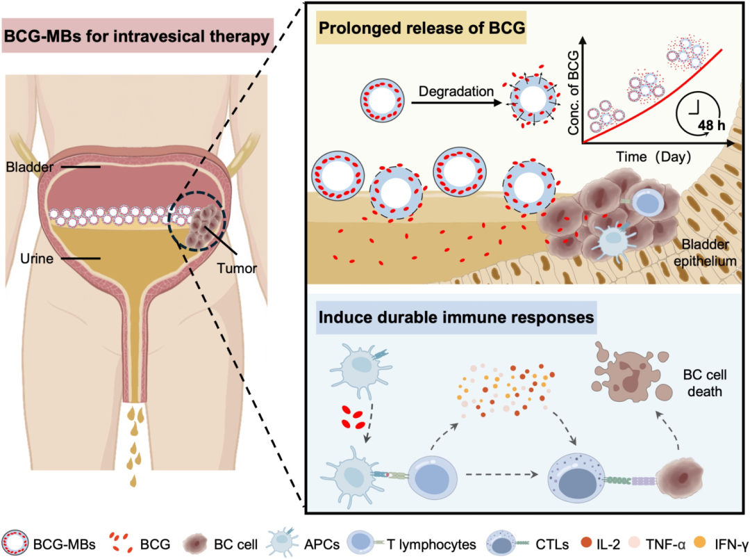 臺(tái)式掃描電鏡