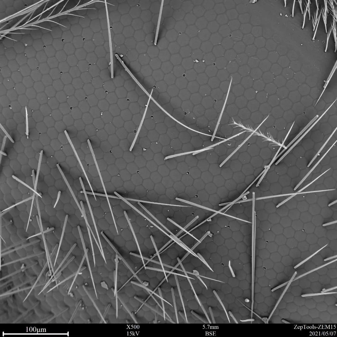 掃描電鏡觀察蜜蜂的復眼